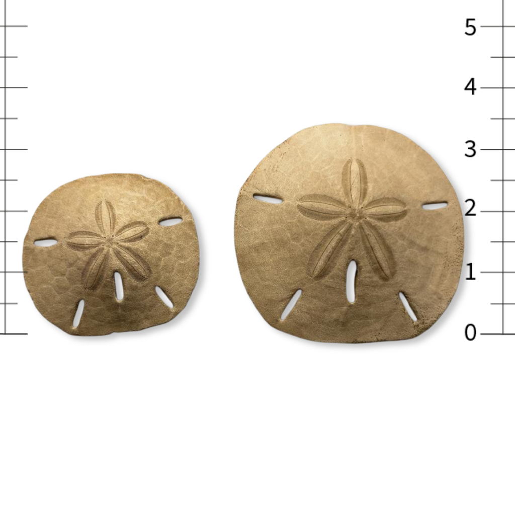 Real Sand Dollar Ornaments
