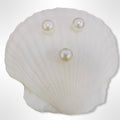 Dunes Scallop Soap Dish