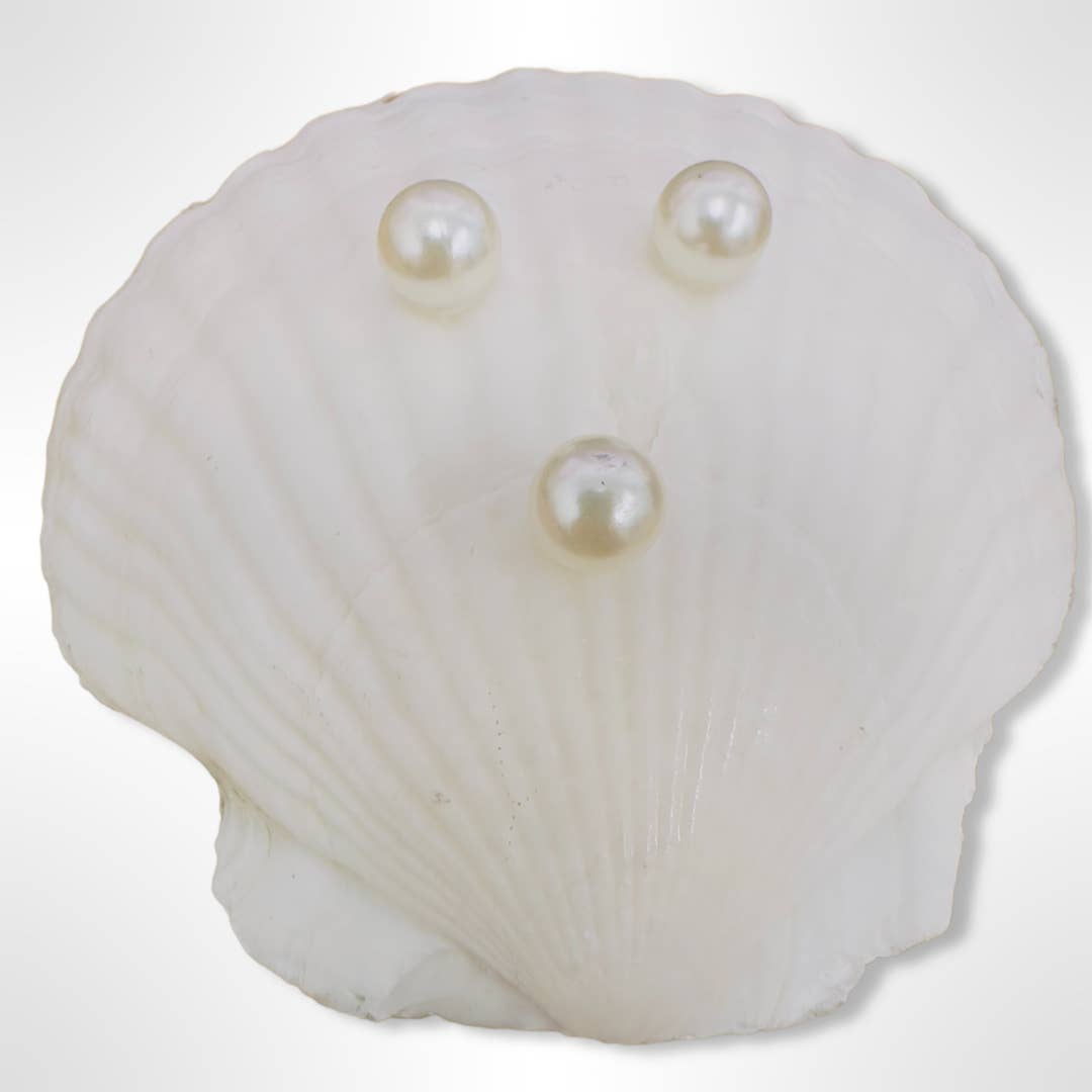Dunes Scallop Soap Dish