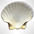 Natural scallop shell trinket dish with gold rim finish