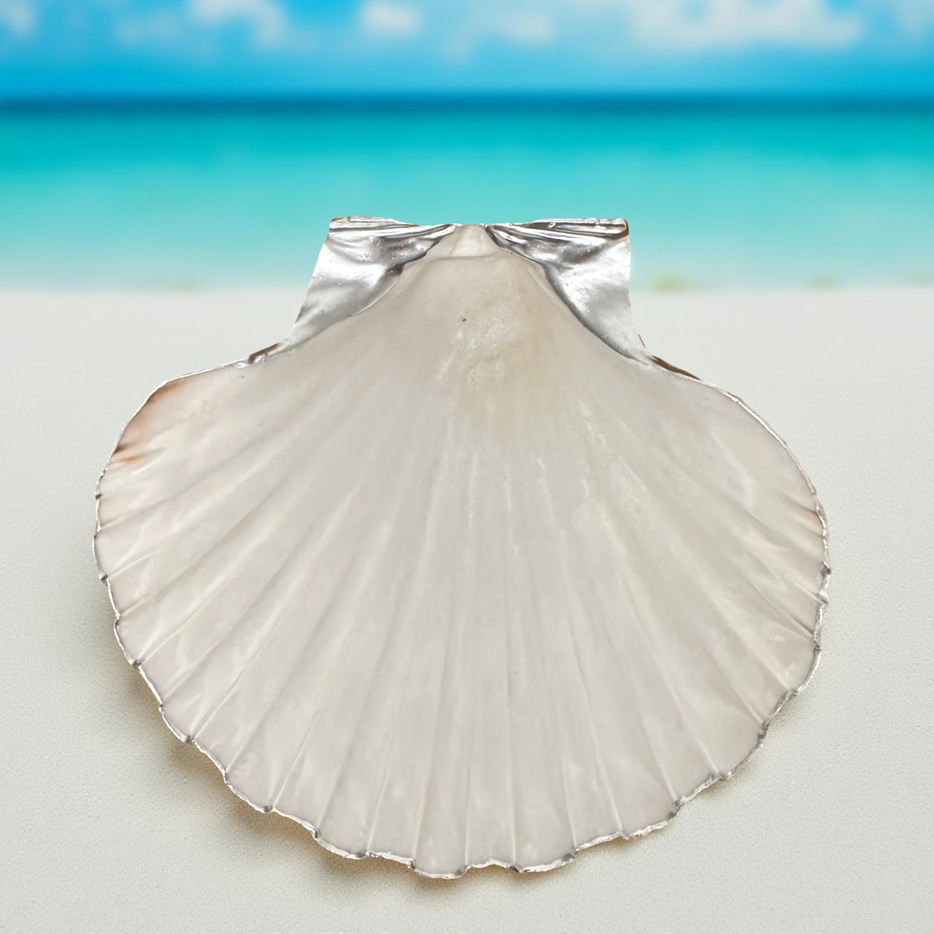 Natural Scallop Dish Gold Rim