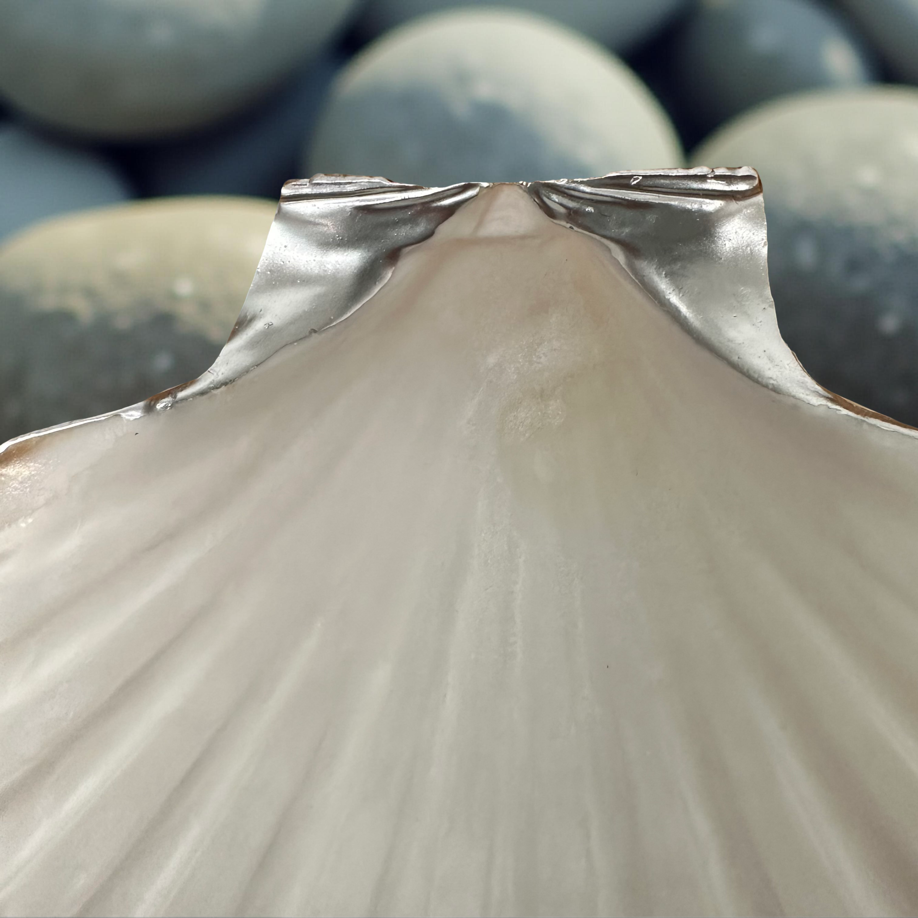 Natural Scallop Dish Gold Rim