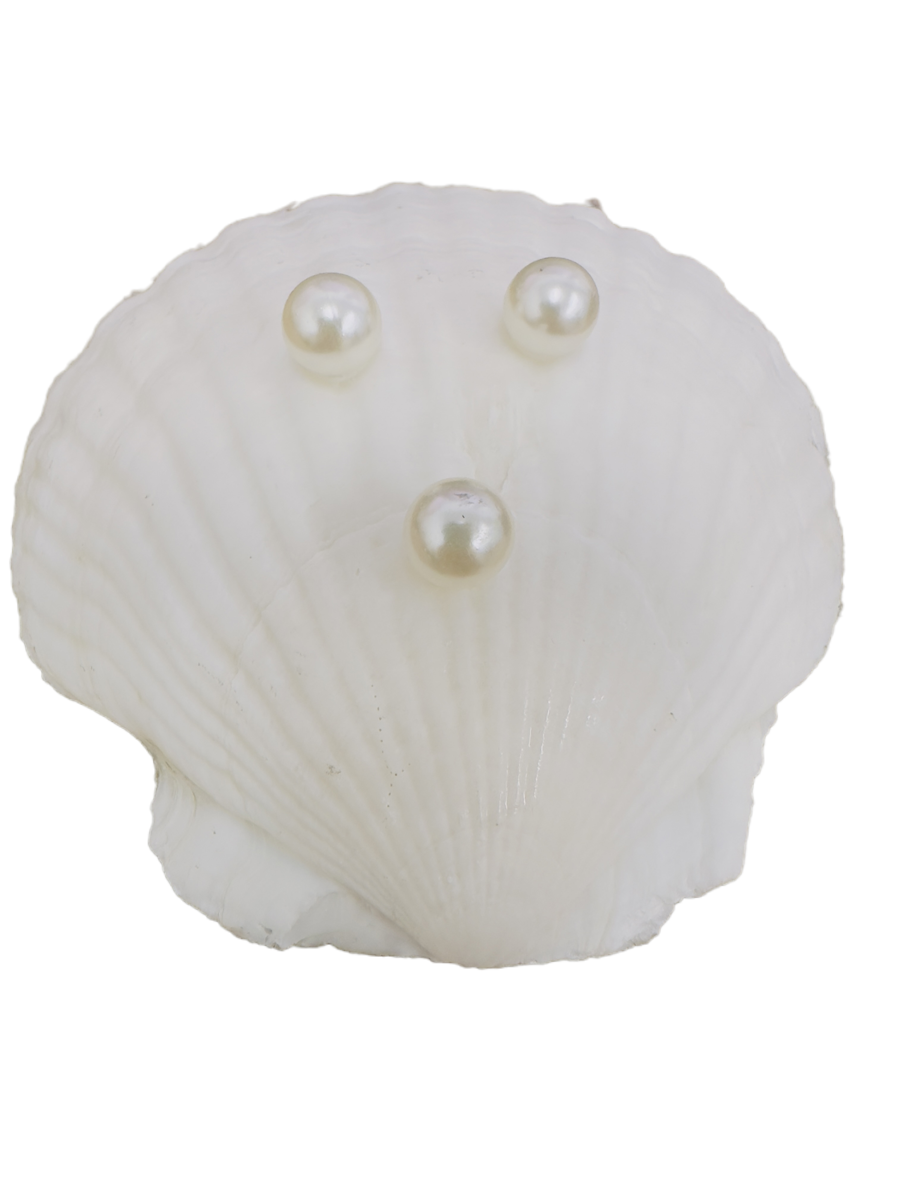 Midnight Sand Dollar Shell Soap Dish