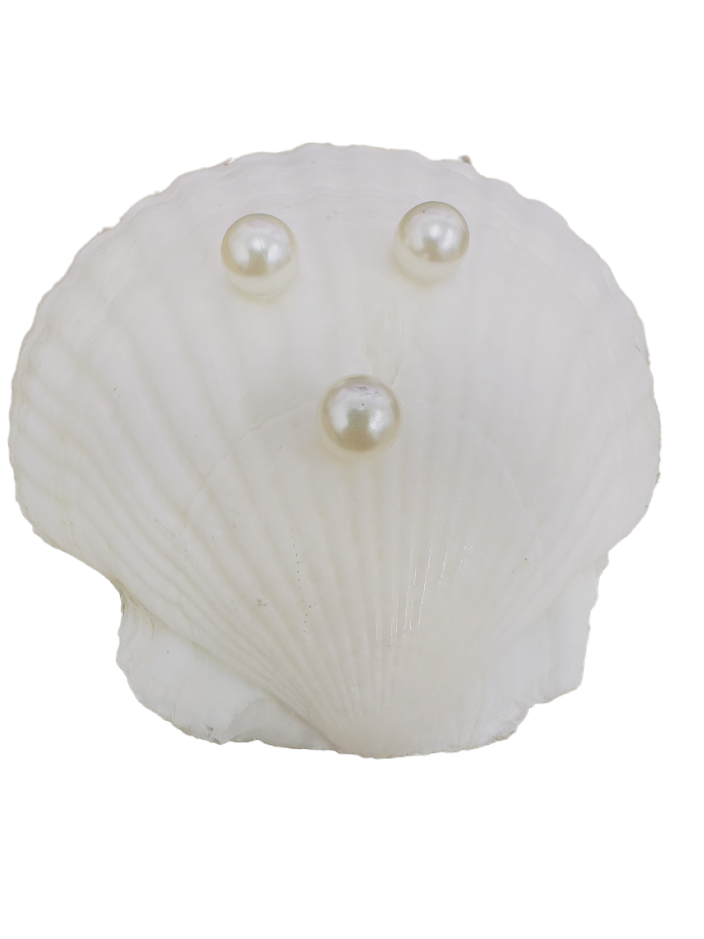 Seaside Serenity Scallop Shell Dish