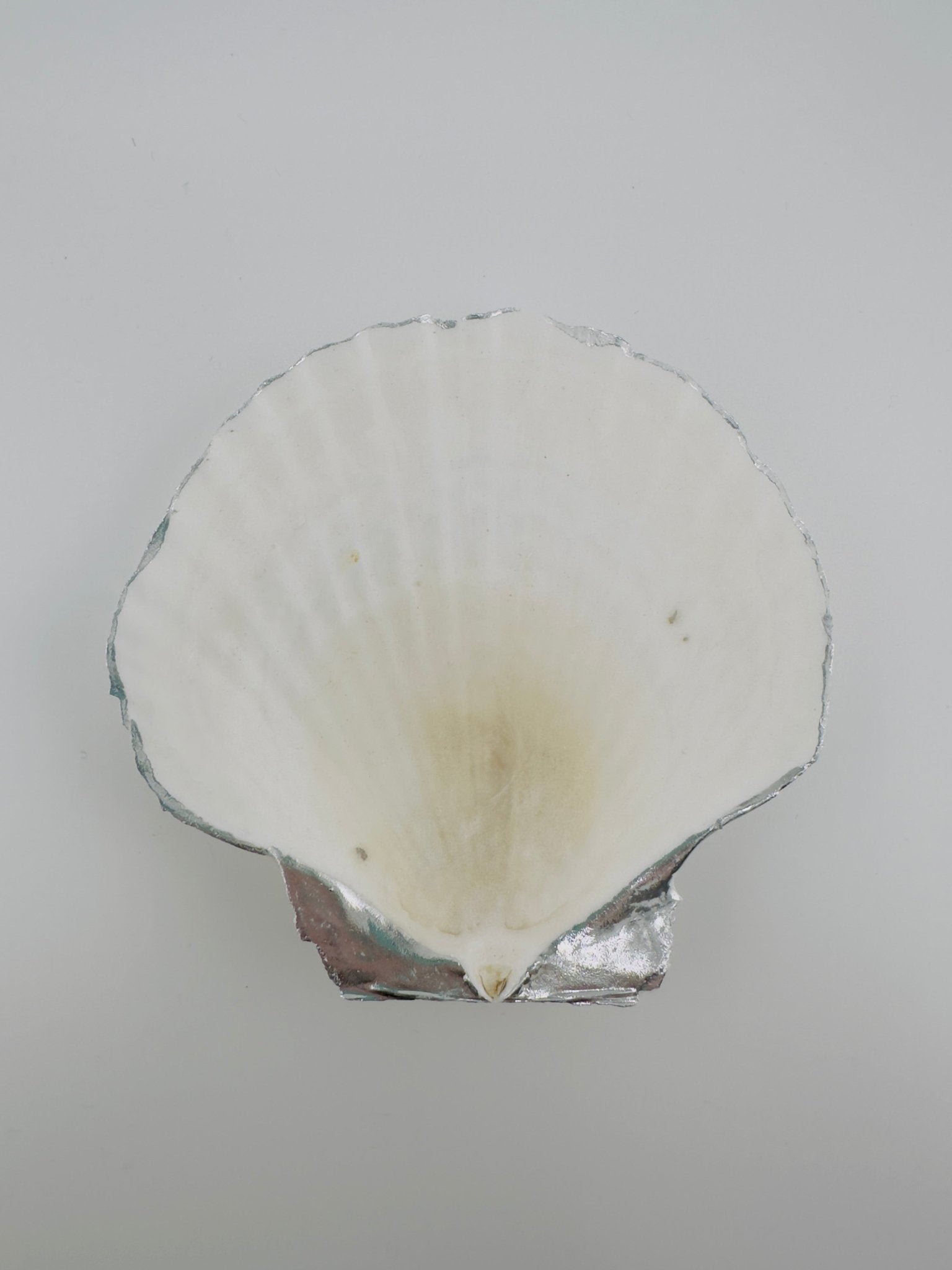 Simple Elegant Trinket Holder - Shell Yeah by JaksSilver2-3 in